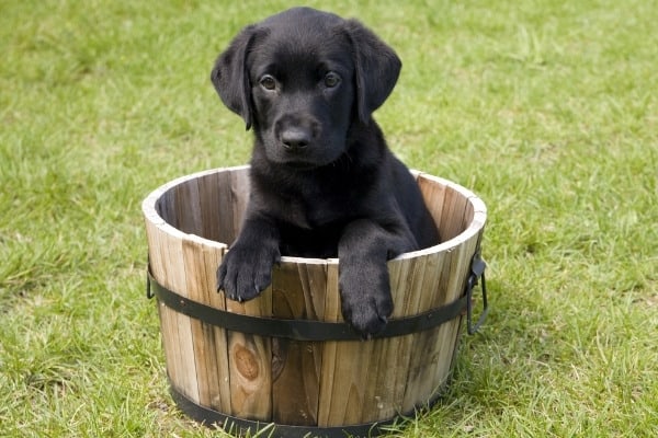 A black Lab puppy sitting in a half-barrel outside.