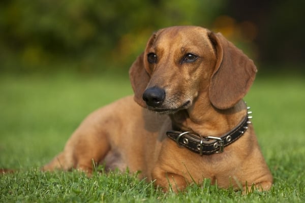 A red Dachshund lying down while on full alert on green grass.