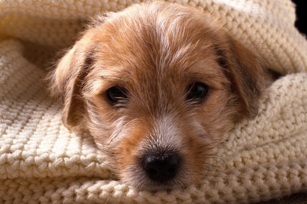 A sick Terrier puppy all wrapped up in a cozy knit blanket.