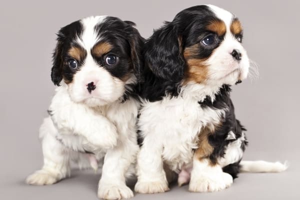 Two Cavalier King Charles Spaniel puppies on gray background.