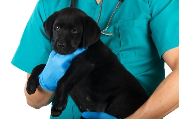 A veterinarian holding a cute black Lab puppy.