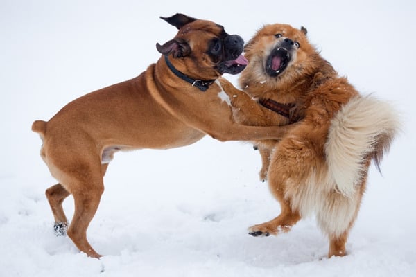 A Boxer dog fighting with a fluffy dog in the snow.