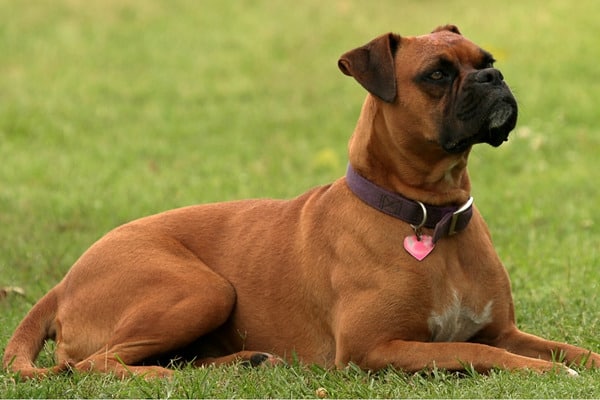 A fawn Boxer dog with a pink heart ID tag lying on grass.