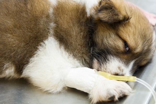 A fluffy puppy on a vet's table with an IV in his front leg.
