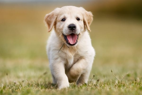 A cute Golden Retriever puppy running in a grassy field.