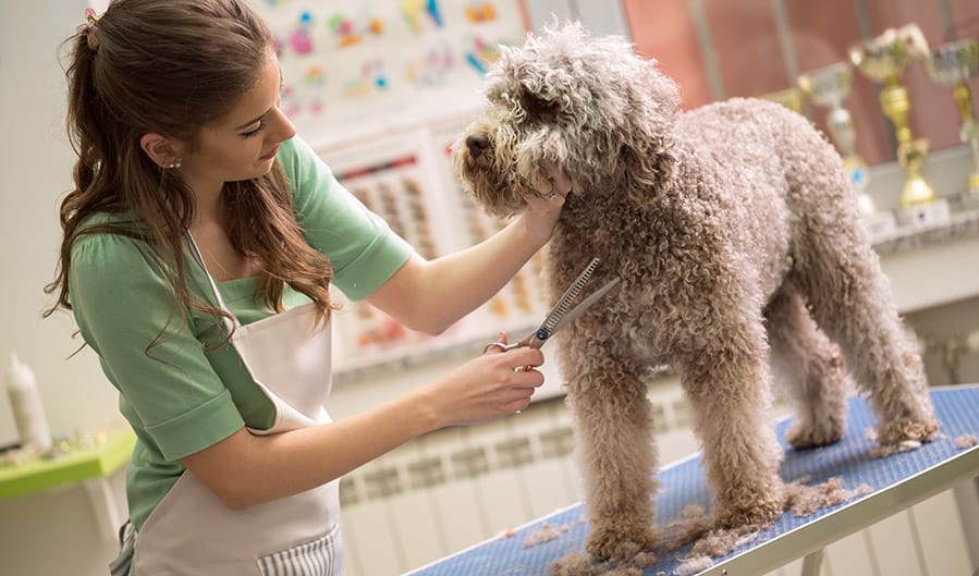 Labradoodle Grooming