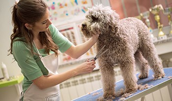 Do Labradoodles Need Grooming? (And Which Supplies Are Best?)
