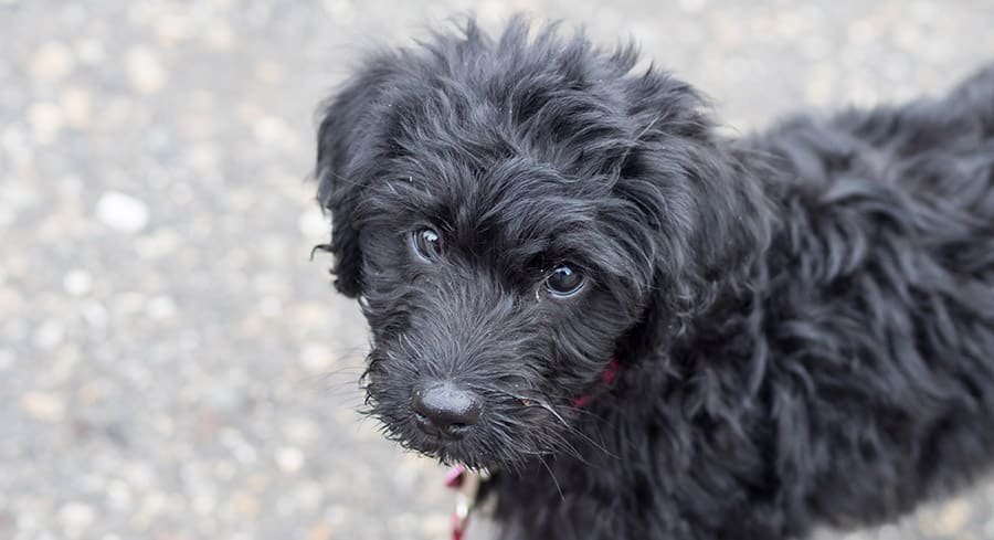 Labradoodle Puppy