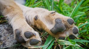 Dog Dewclaws