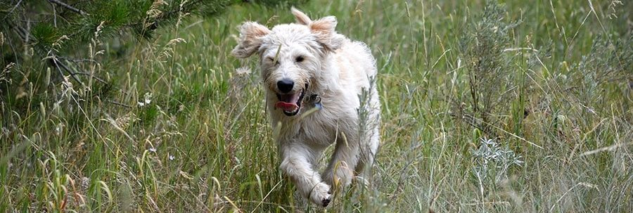 Labradoodle Running