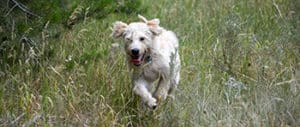 Labradoodle Running