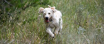 Labradoodle Running