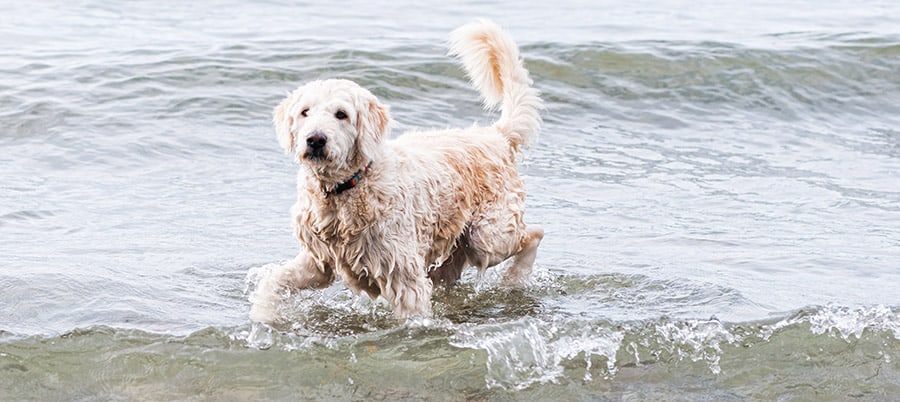 Labradoodle in Water