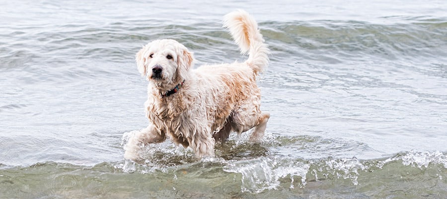 Do Labradoodles Like To Swim?