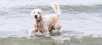 Do Labradoodles Like To Swim? How To Improve Their Experience