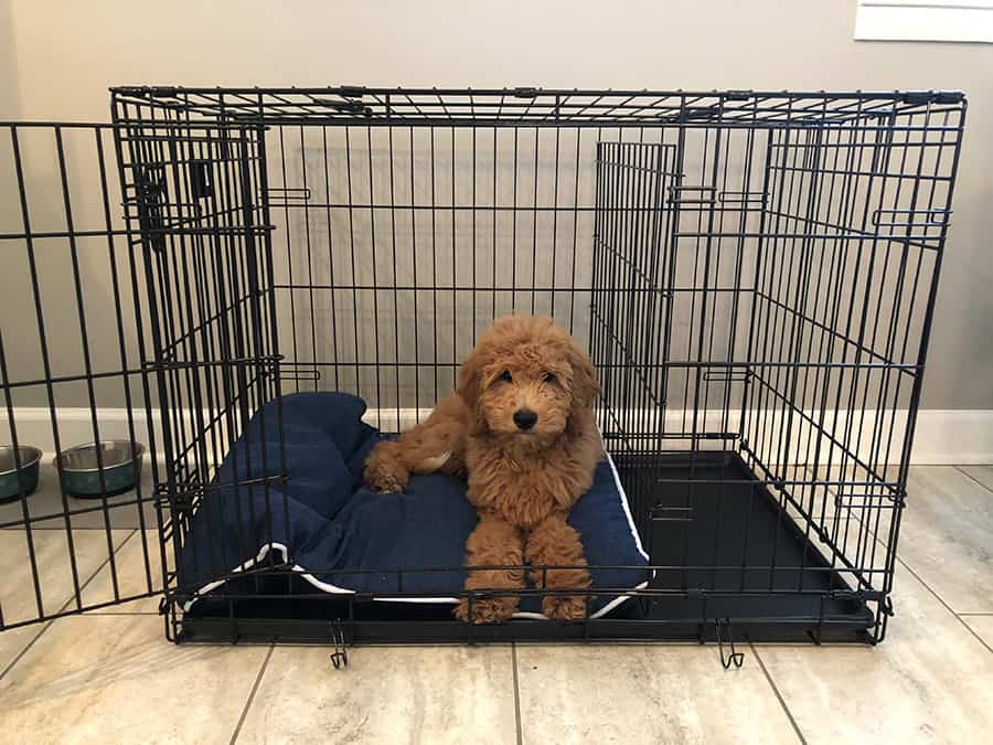 crate size for toy poodle