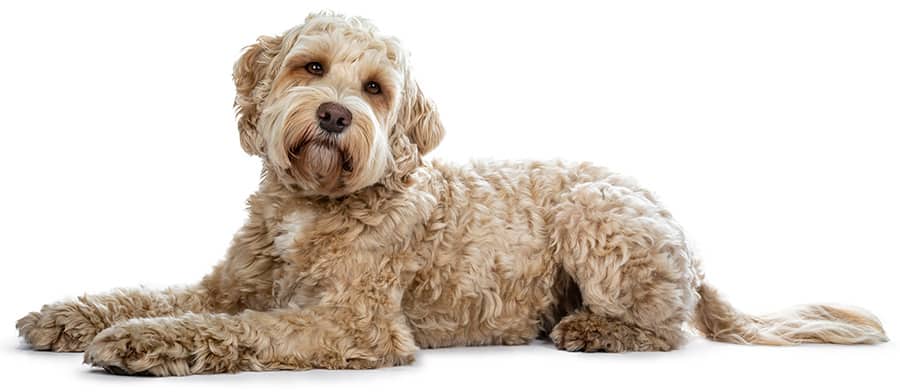 Labradoodle Coat Health