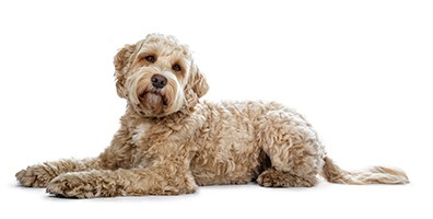 Labradoodle Coat Health