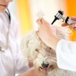 The Most Common Health Issues With Labradoodles