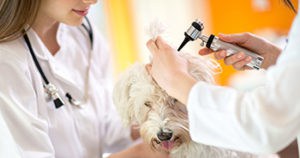 Common Health Issues With Labradoodles