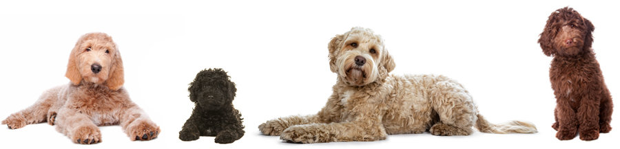 Labradoodle Sizes