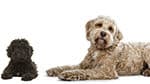 Labradoodle Sizes And Weights - Choosing The Right Doodle