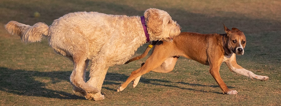 Labradoodle Temperament Traits