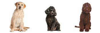 What Is A Multi-Generational Labradoodle And Are They Better? (2023)