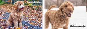 The Real Differences Between Labradoodles and Goldendoodles