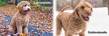 Labradoodle vs Goldendoodle – The Real Differences (2023)