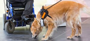 Service Dog and Wheelchair