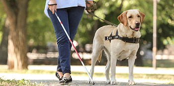 What Makes the Labradoodle A Great Service Dog?