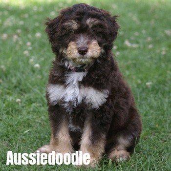 Aussiedoodle