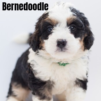 Bernedoodle