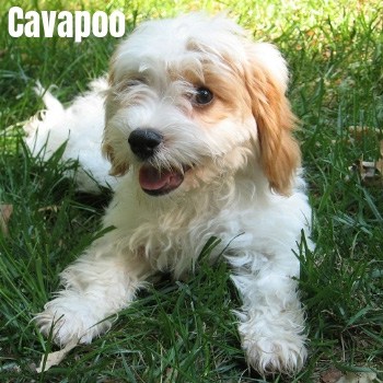 Cavapoo