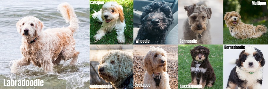 The 9 Most Popular Poodle Mixes Compared With Pictures The 9 Most Popular Poodle Mixes Compared With Pictures