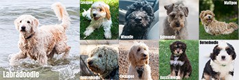 The 9 Most Popular Poodle Mixes Compared (with pictures)