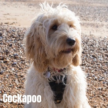 Cockapoo