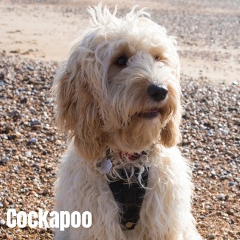 Cockapoo