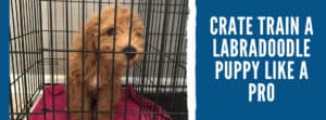 Crate Train a Labradoodle Puppy Like a Pro