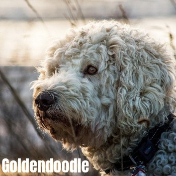 Goldendoodle