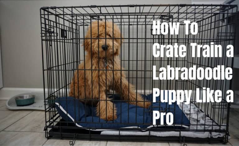 How To Crate Train a Labradoodle Puppy Like a Prolarge