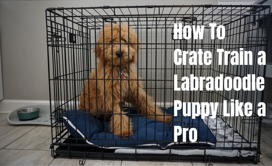 Labradoodle Puppy Like a Pro-large 