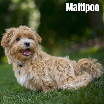 Maltipoo