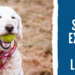 A Guide To Mental Stimulation Exercises For Your Labradoodle (2023)
