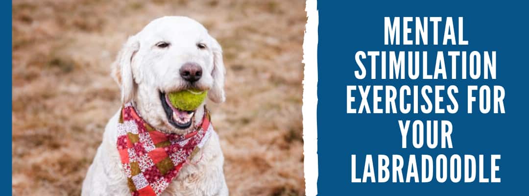 Mental Stimulation Exercises For Your Labradoodle