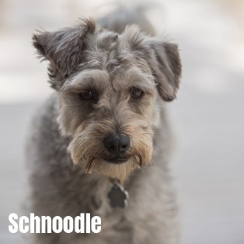 Schnoodle