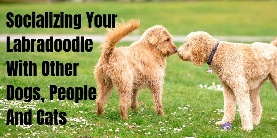 Socializing Your Labradoodle With Other Dogs, People And Cats