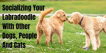 Socializing Your Labradoodle With Other Dogs, People And Cats