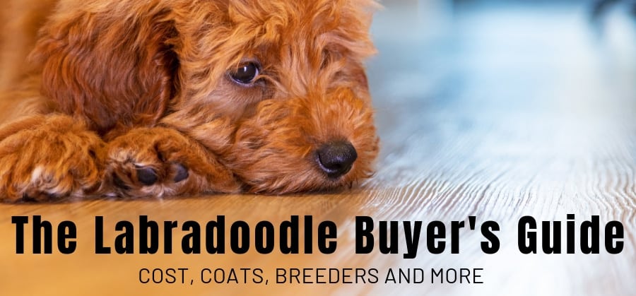 The Labradoodle Buyer's Guide